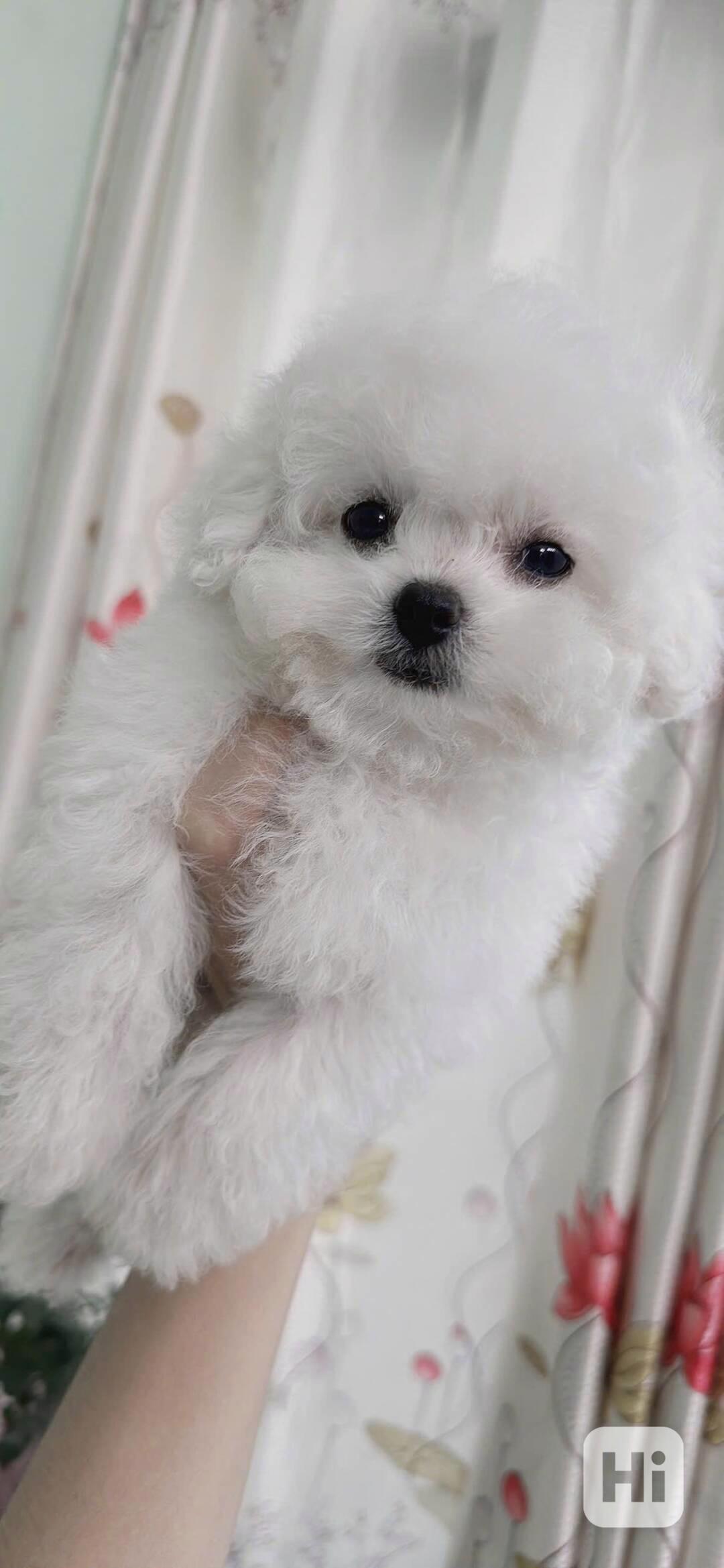 Bišonek na prodej ve vašem okolí - foto 1