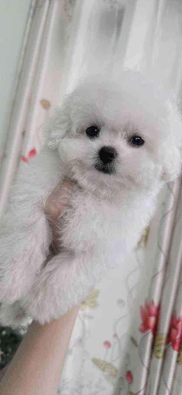 Bišonek na prodej ve vašem okolí - foto 1