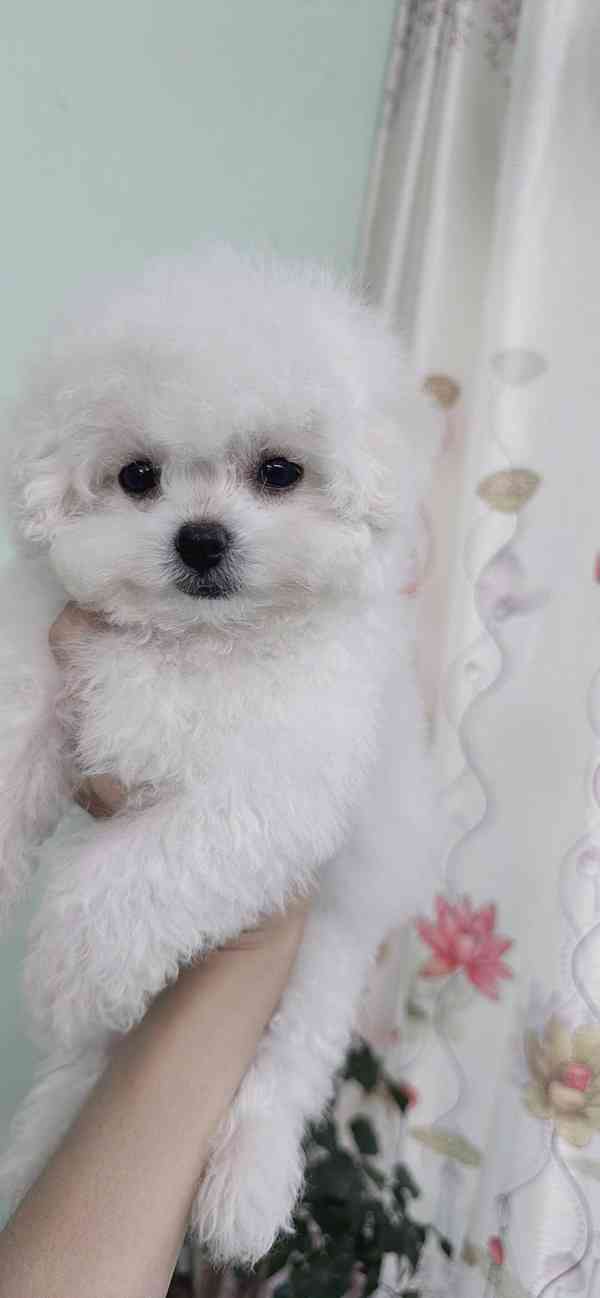 Bišonek na prodej ve vašem okolí - foto 2