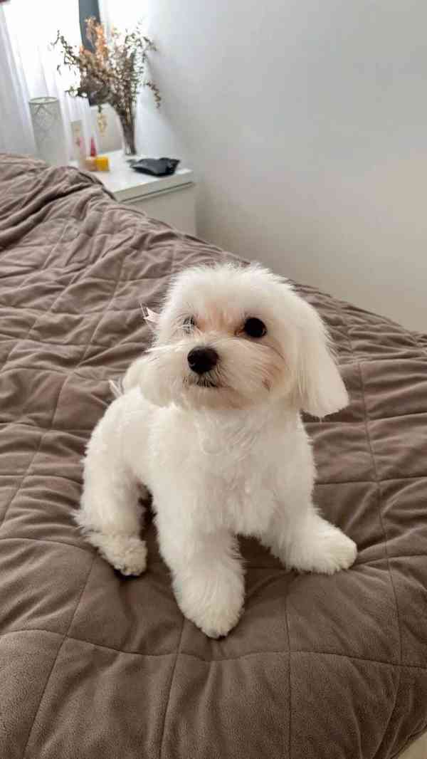 Bišonek na prodej ve vašem okolí - foto 4