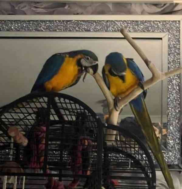 Modrí a zlatí papoušci papoušci ara - foto 1
