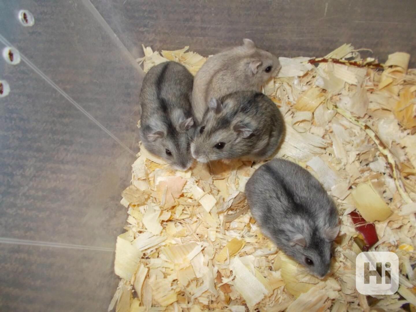 Křečík džungarský - foto 1