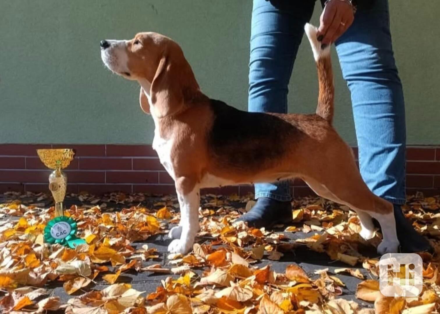 Bígl štěňátka - foto 1