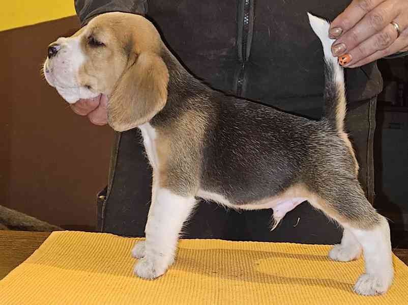 Bígl štěňátka - foto 3