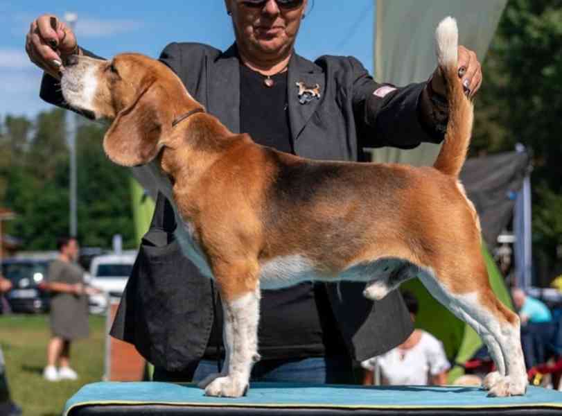 Bígl štěňátka - foto 2