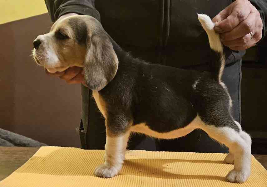 Bígl štěňátka - foto 6