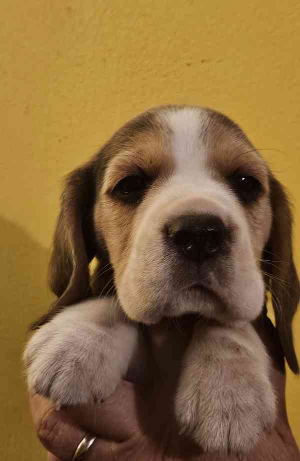 Bígl štěňátka - foto 8