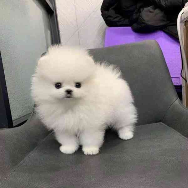Štěňata pomeraniana WhatsApp: +34 691 11 04 90 - foto 1