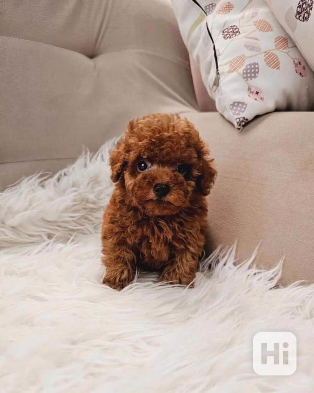 Krásná štěňata toy pudla - foto 1