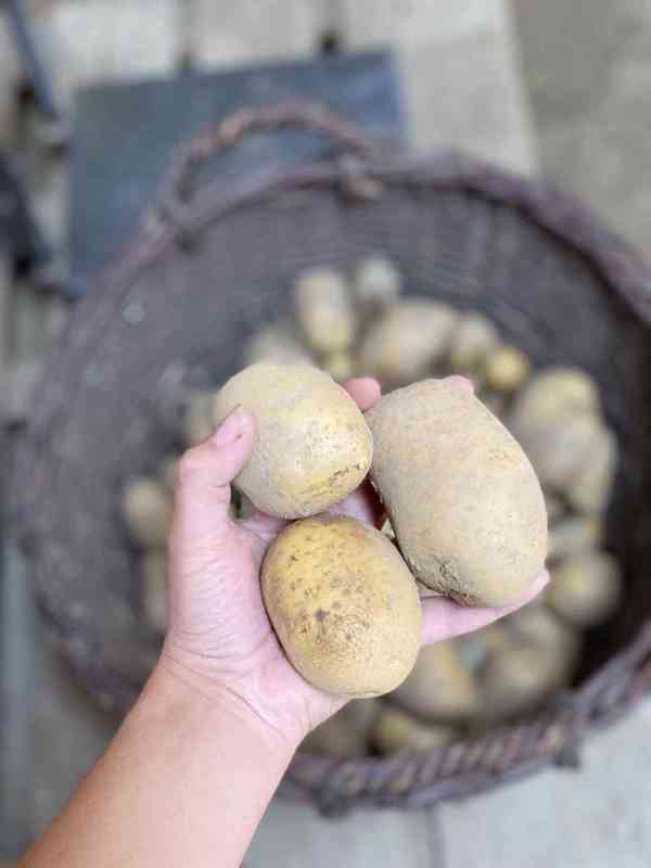 Prodám brambory - foto 2