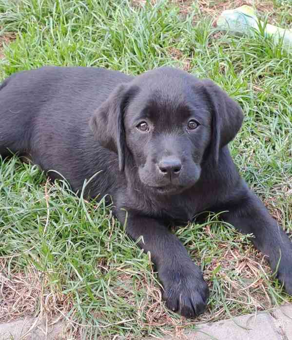 Labrador - štěňátka s PP - foto 1