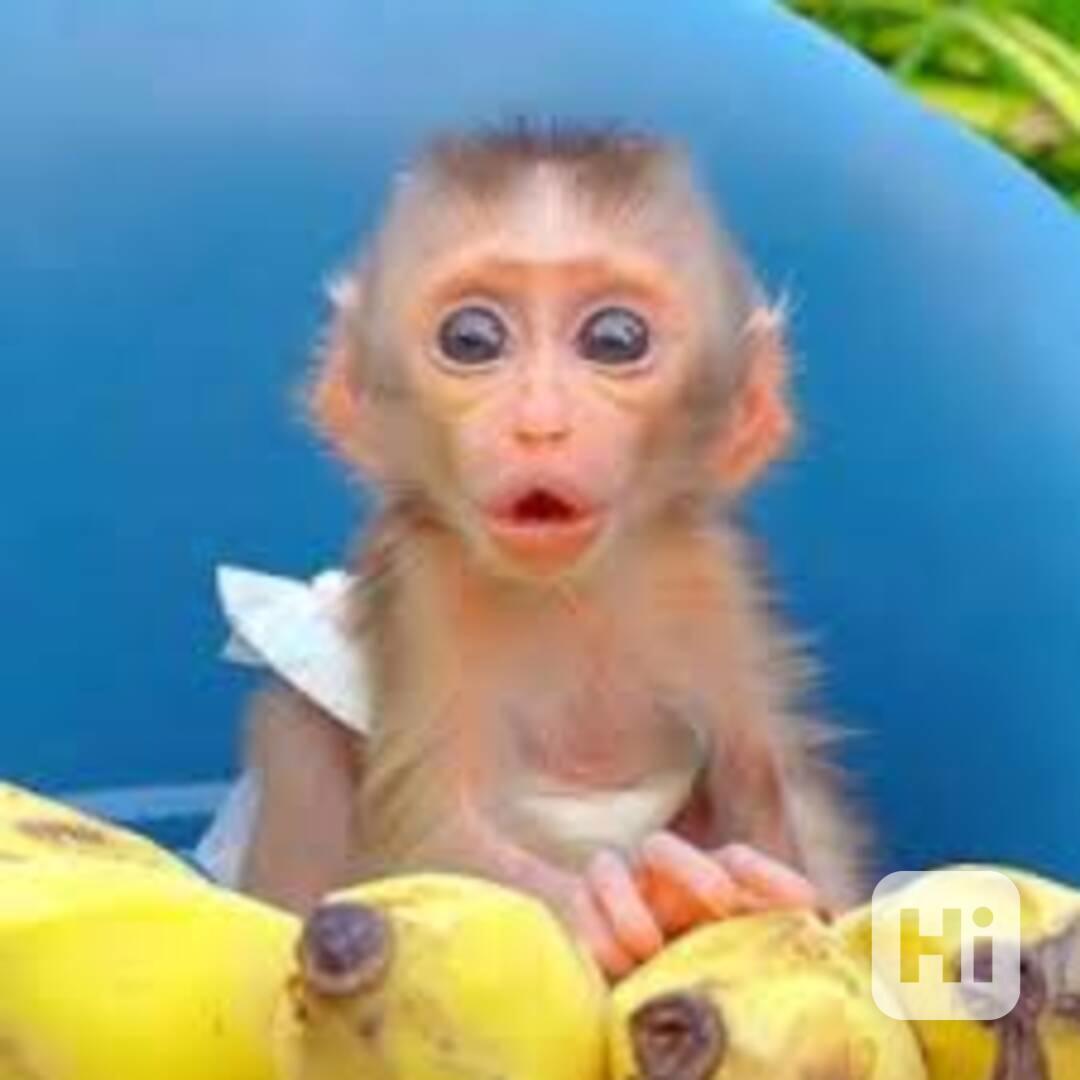 Úžasné kapucínské opice na prodej - foto 1