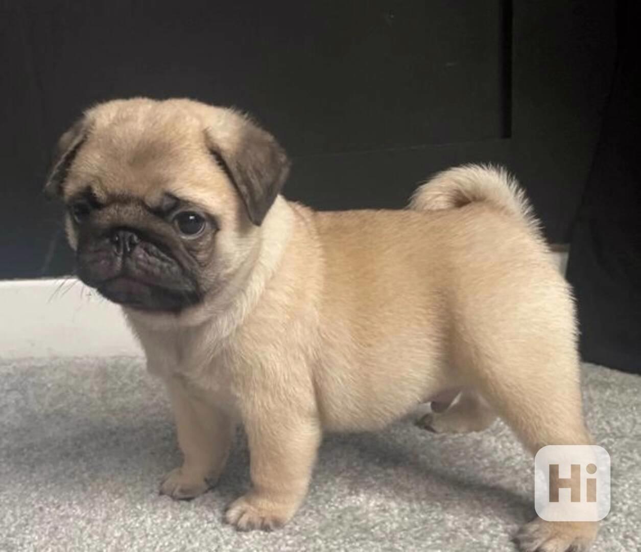 Krásní a rozkošní mopslíci pro váš domov - foto 1