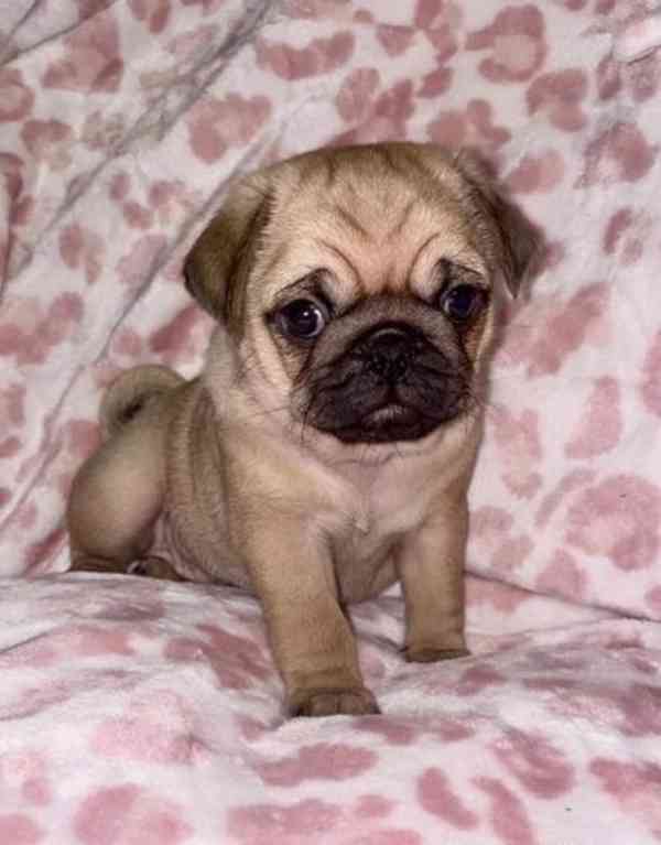 Krásní a rozkošní mopslíci pro váš domov - foto 2