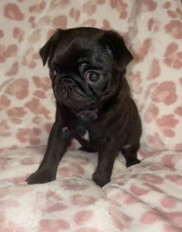 Krásní a rozkošní mopslíci pro váš domov - foto 3