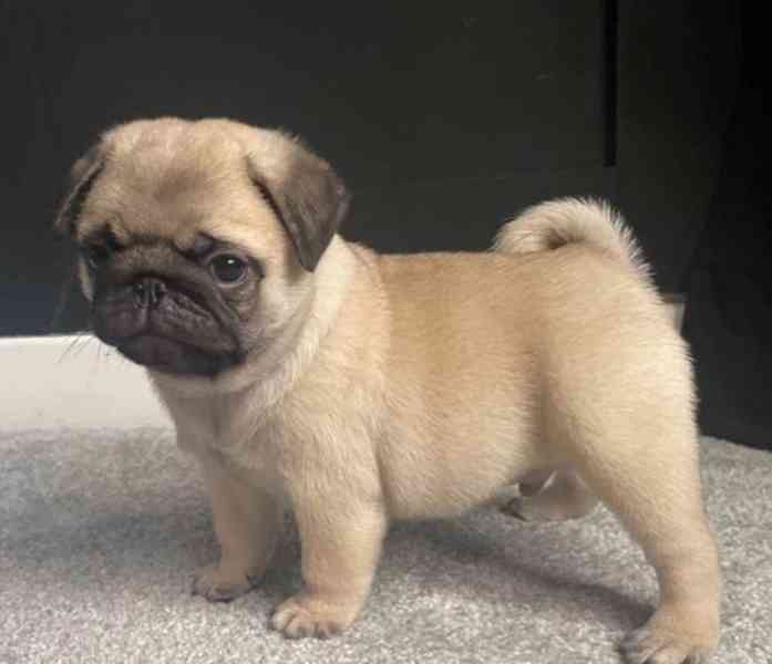 Krásní a rozkošní mopslíci pro váš domov - foto 1