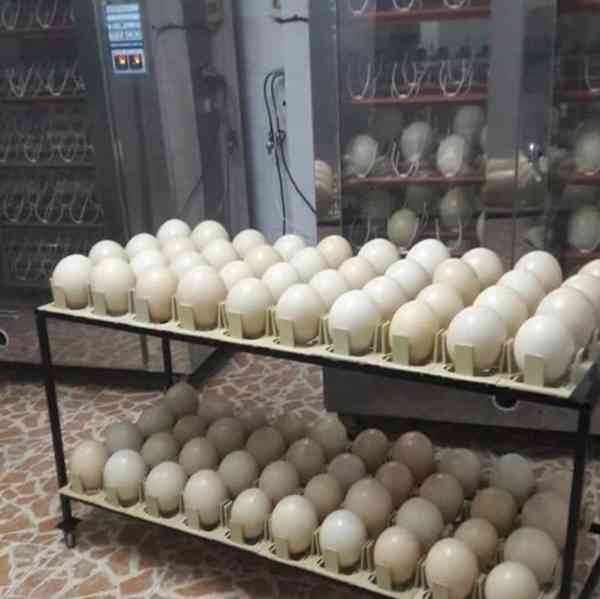 Prodej papouščích vajec všech dostupných druhů