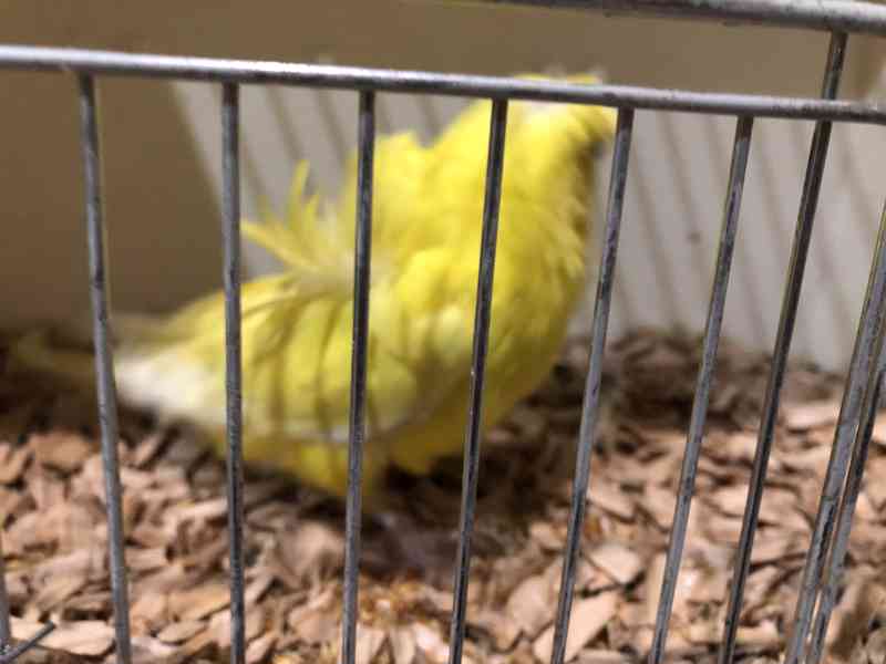 Andulky Helikoptery(Hagoromo) - foto 9