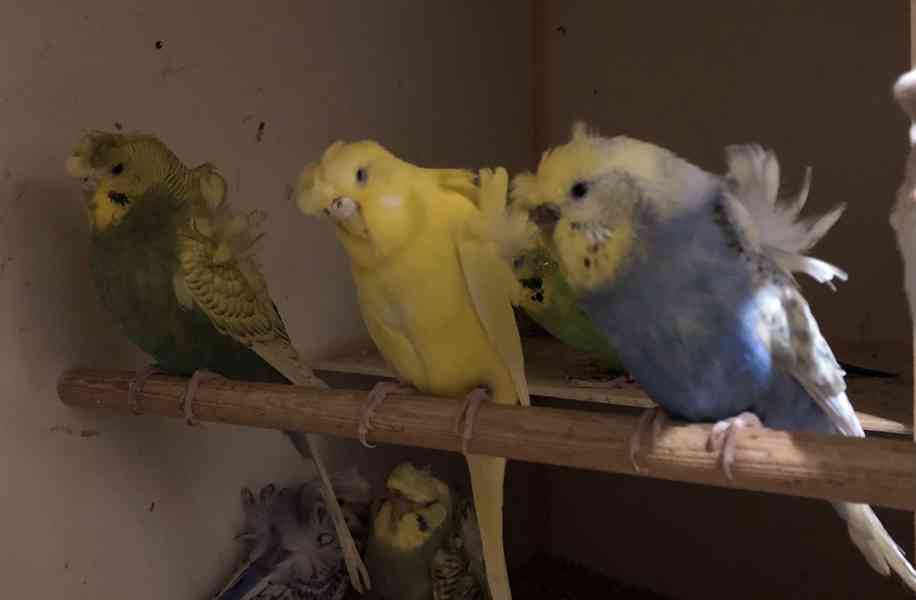 Andulky Helikoptery(Hagoromo) - foto 5