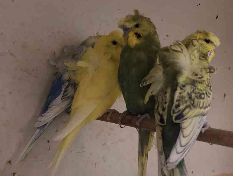 Andulky Helikoptery(Hagoromo) - foto 3