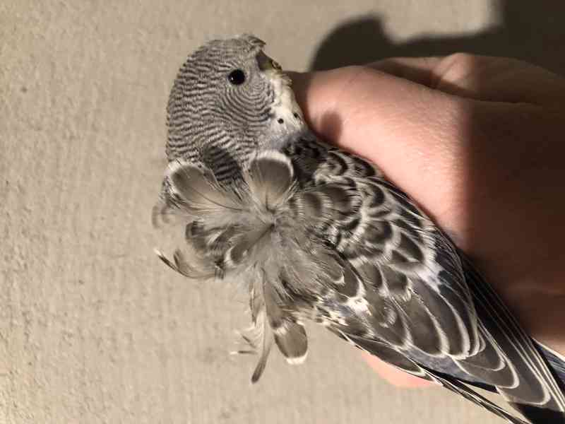 Andulky Helikoptery(Hagoromo) - foto 2