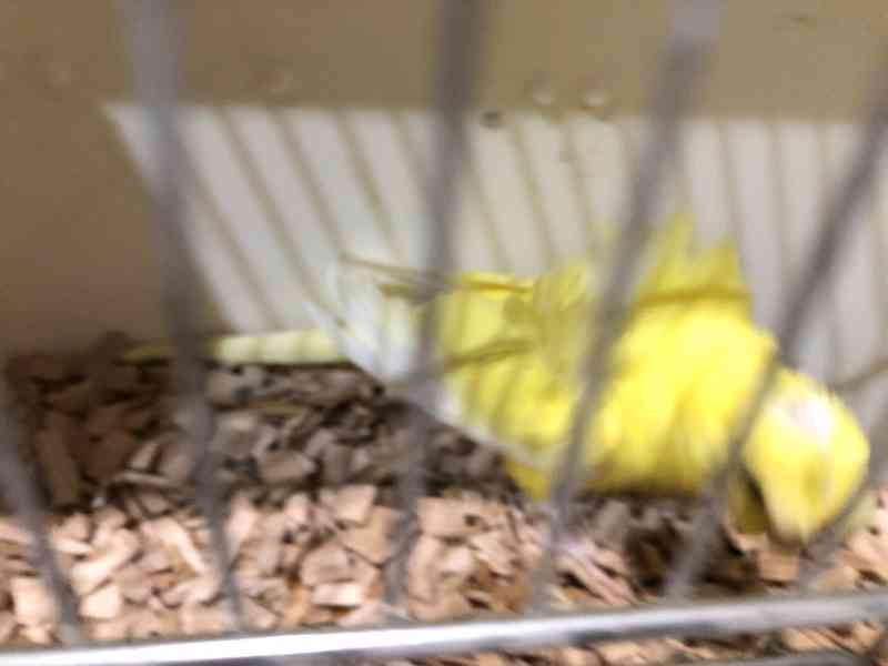 Andulky Helikoptery(Hagoromo) - foto 8