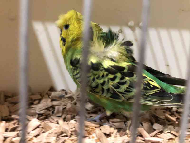 Andulky Helikoptery(Hagoromo) - foto 6