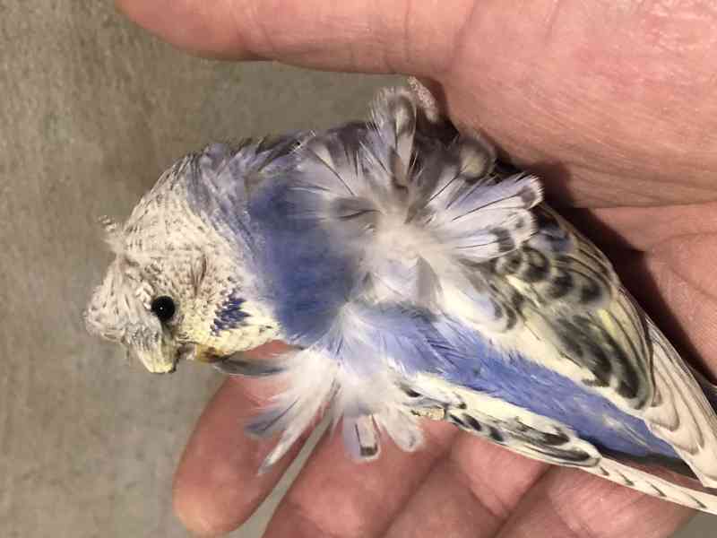 Andulky Helikoptery(Hagoromo) - foto 1