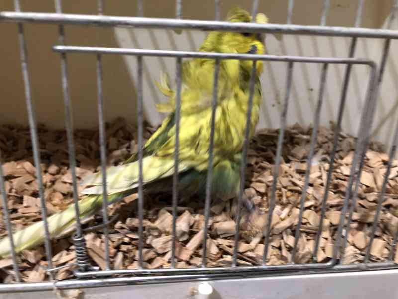 Andulky Helikoptery(Hagoromo) - foto 7