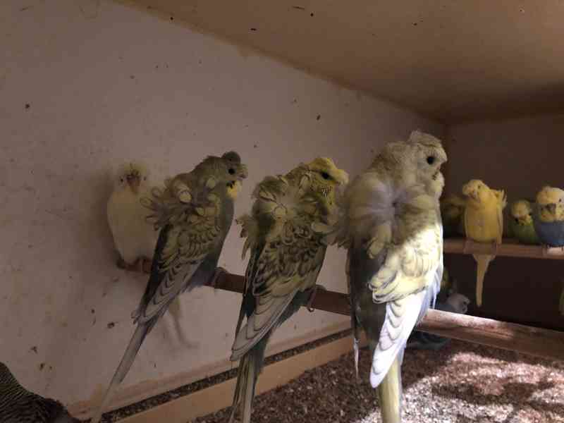 Andulky Helikoptery(Hagoromo) - foto 4