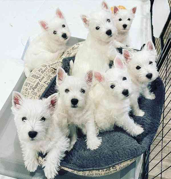 West Highland Terrier Štěňata  na prodej - foto 1