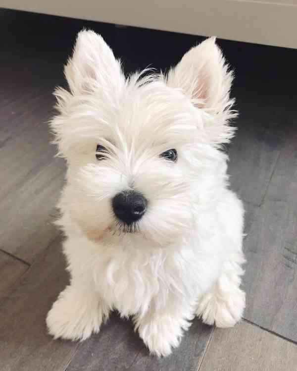 West Highland Terrier Štěňata  na prodej - foto 2