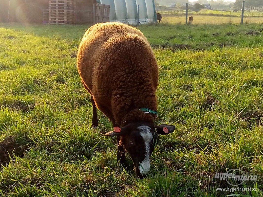 PLEMENNÝ BERAN ZWARTBLES - foto 1