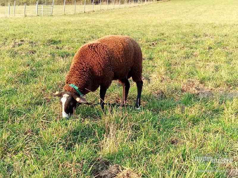 PLEMENNÝ BERAN ZWARTBLES - foto 2