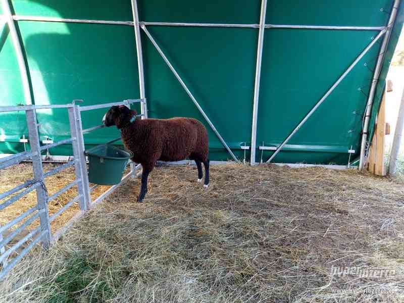 PLEMENNÝ BERAN ZWARTBLES - foto 3