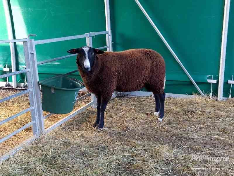 PLEMENNÝ BERAN ZWARTBLES - foto 4