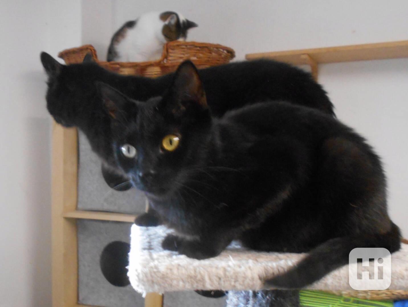 Černý klidný 10měsíční kocourek Nigrín - foto 1