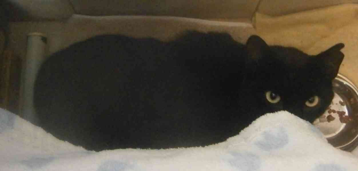 Černý klidný 10měsíční kocourek Nigrín - foto 2