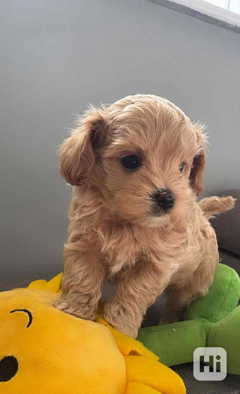 Vzácný reverzní cavapoo F1b (3/4 kavalír 1/4 pudl) - foto 1