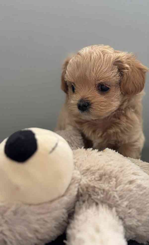 Vzácný reverzní cavapoo F1b (3/4 kavalír 1/4 pudl) - foto 3