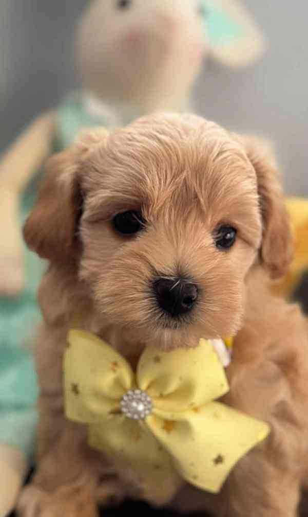 Vzácný reverzní cavapoo F1b (3/4 kavalír 1/4 pudl) - foto 2