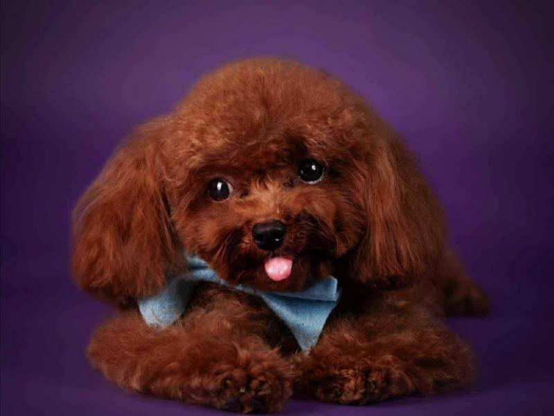 Vzácný reverzní cavapoo F1b (3/4 kavalír 1/4 pudl) - foto 4