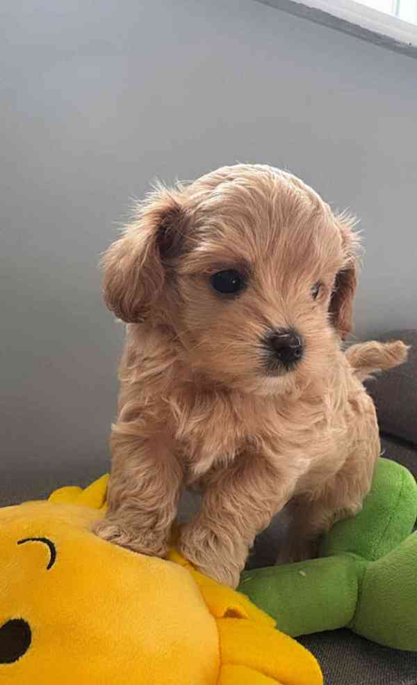 Vzácný reverzní cavapoo F1b (3/4 kavalír 1/4 pudl) - foto 1