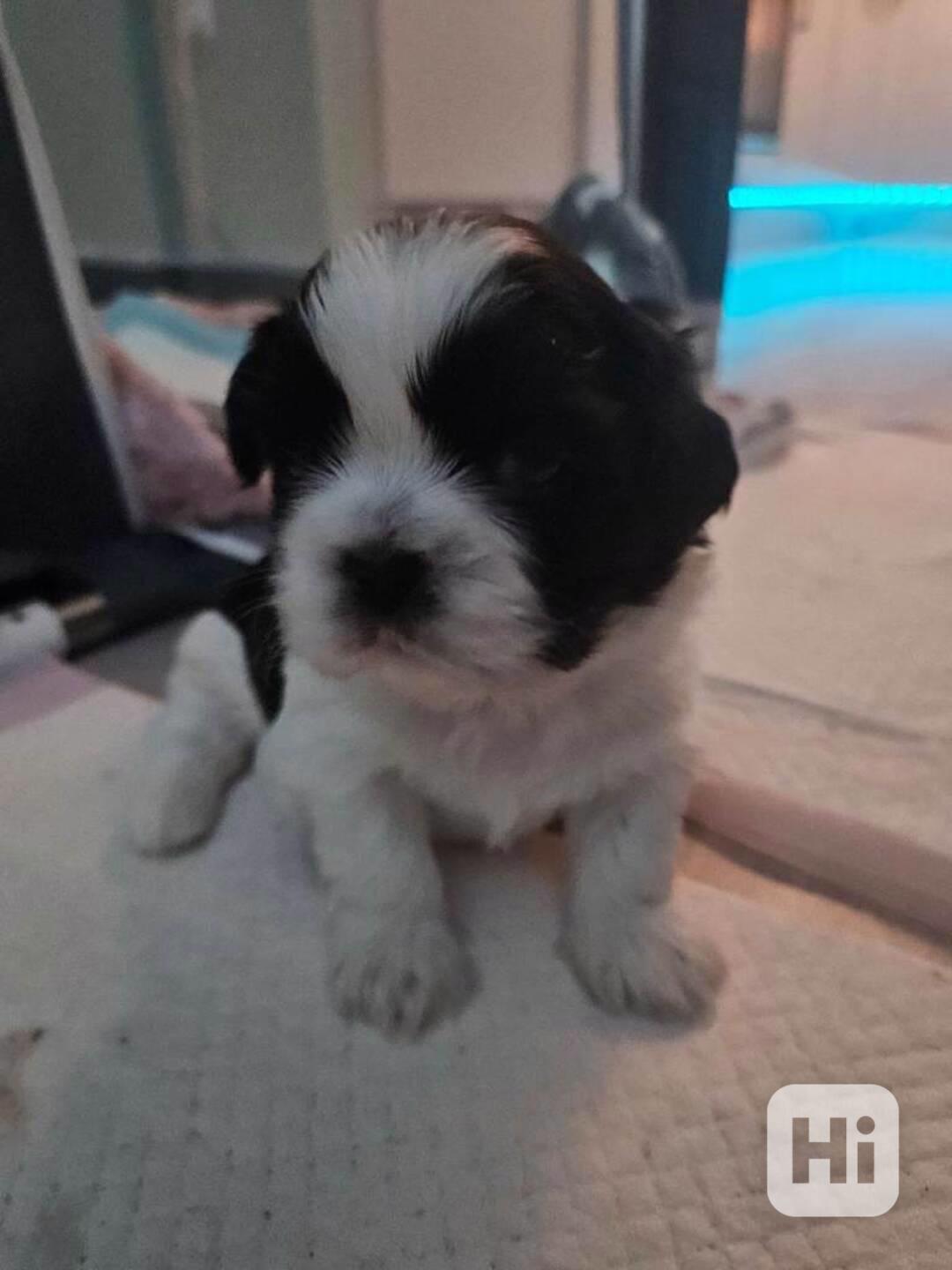 Štěňata Shih Tzu na prodej - foto 1