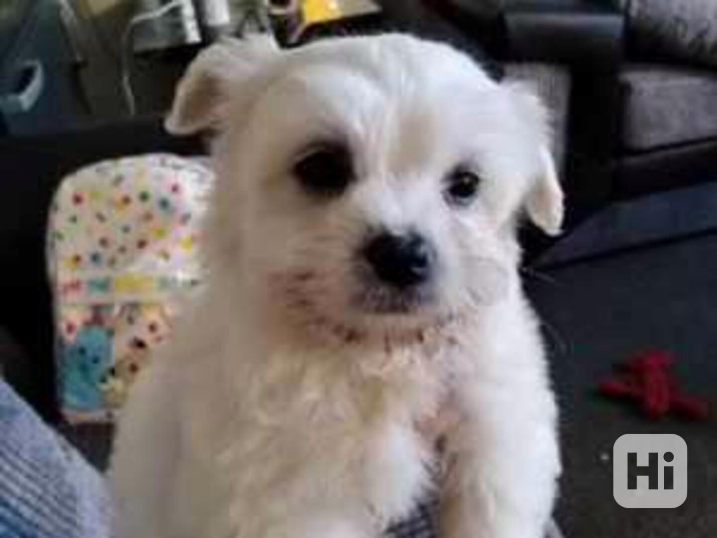 Nádherné štěně maltipoo - foto 1