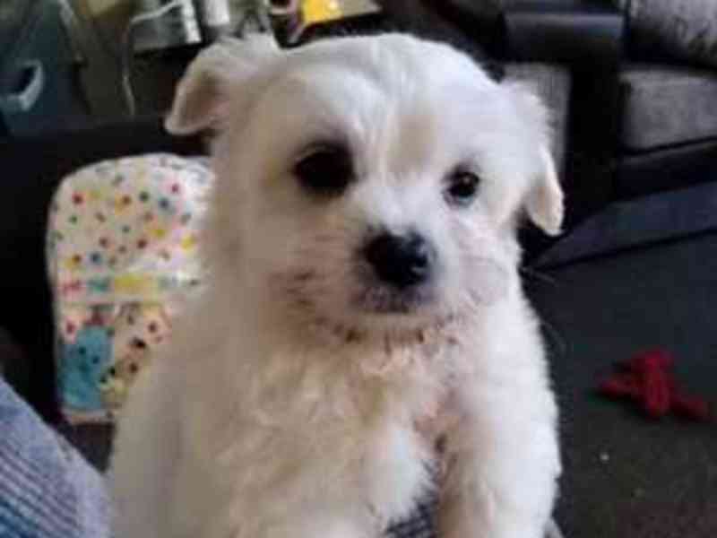 Nádherné štěně maltipoo