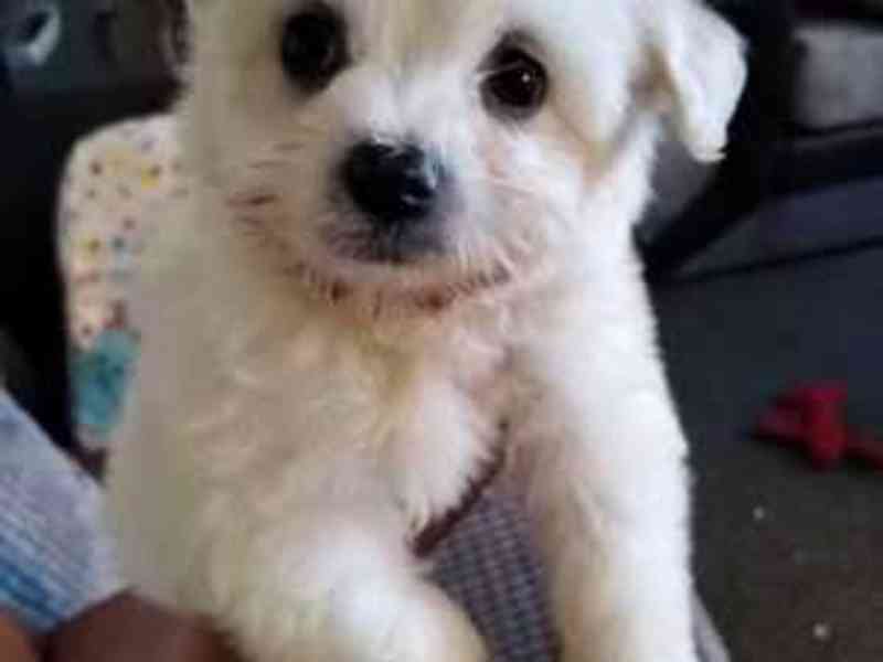 Nádherné štěně maltipoo - foto 2
