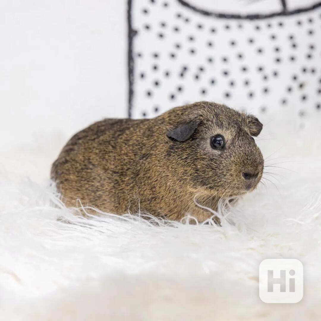 K prodeji jsou skvělá morčata - foto 1