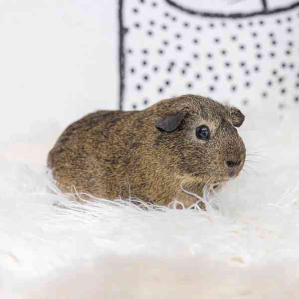 K prodeji jsou skvělá morčata