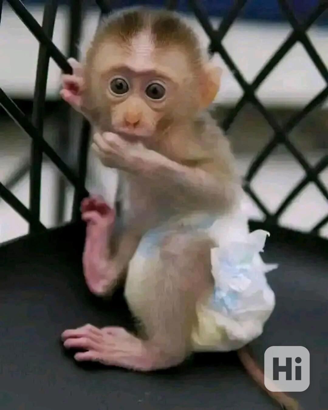  Svůdné kapucínky k odběru nového domova  - foto 1